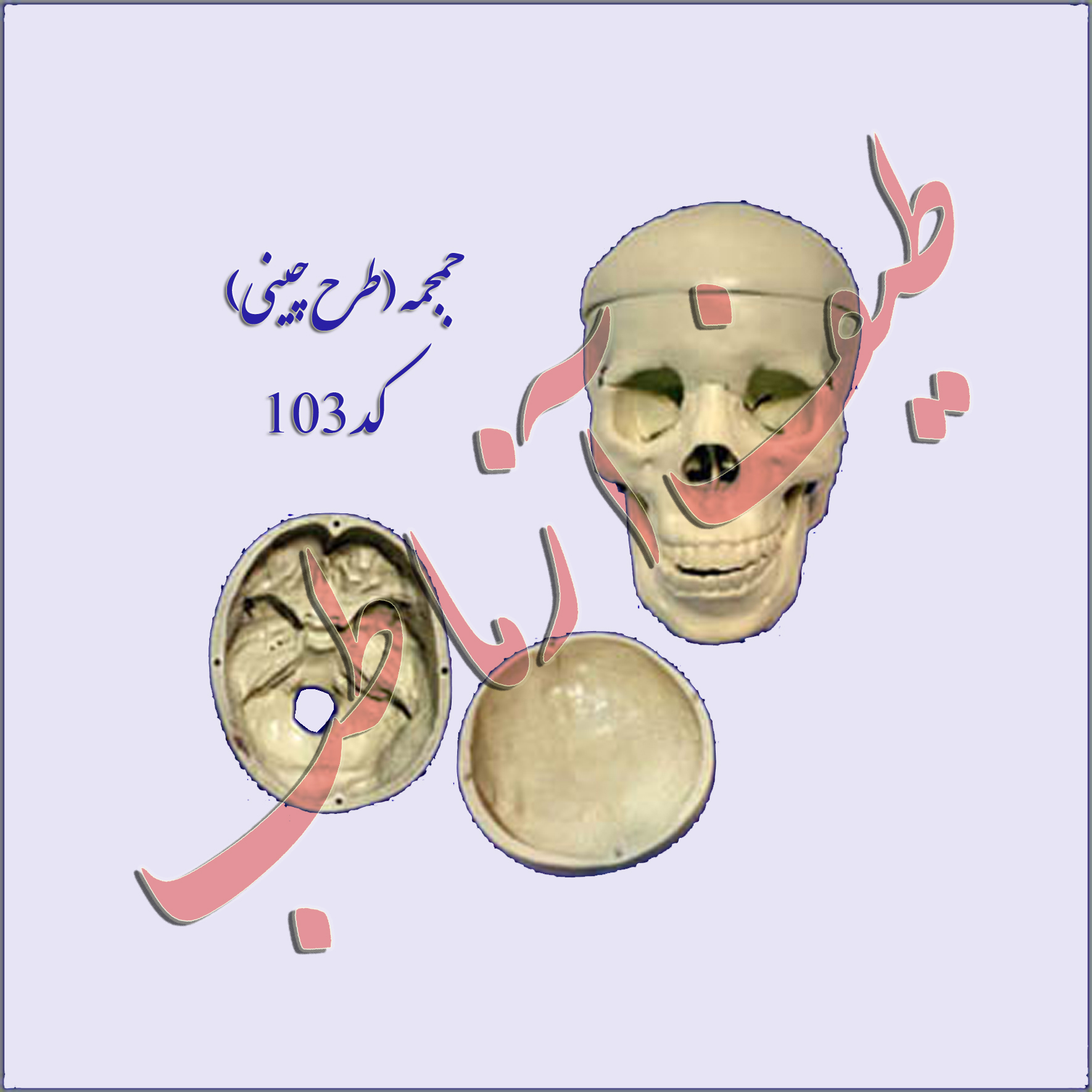 جمجمه انسان