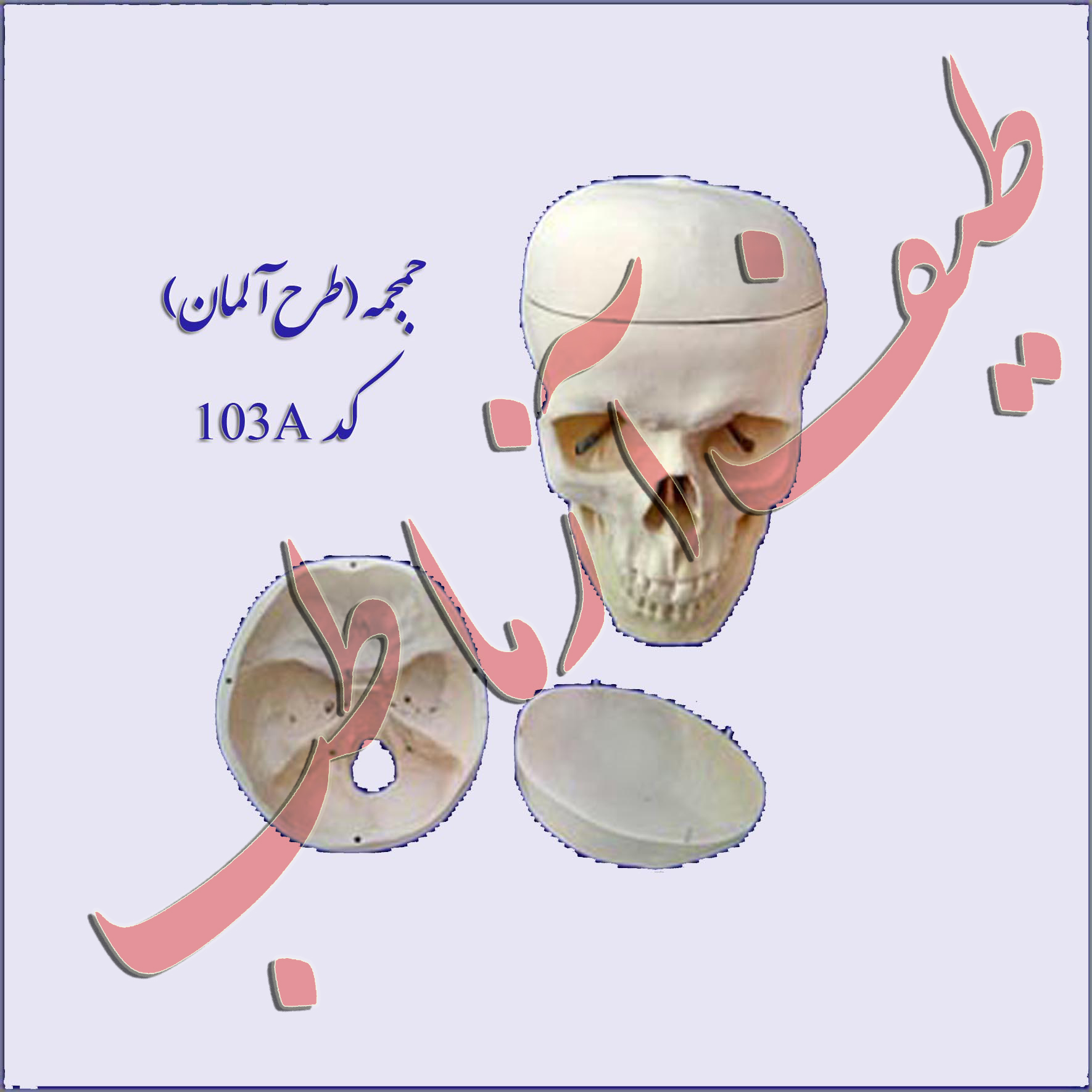 جمجمه انسان