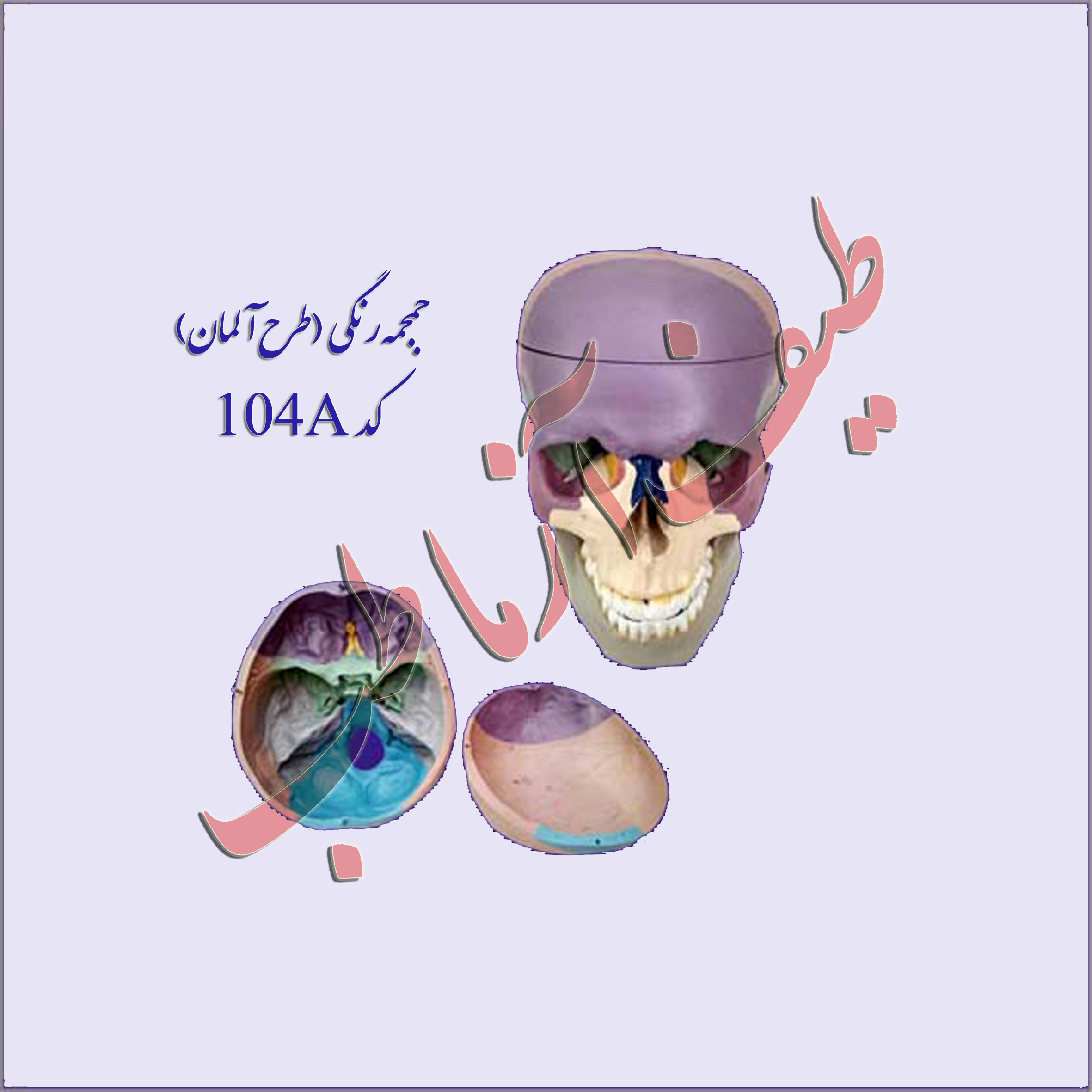 جمجمه انسان