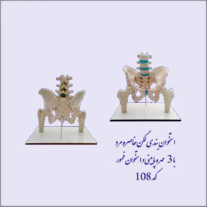لگن خاصره