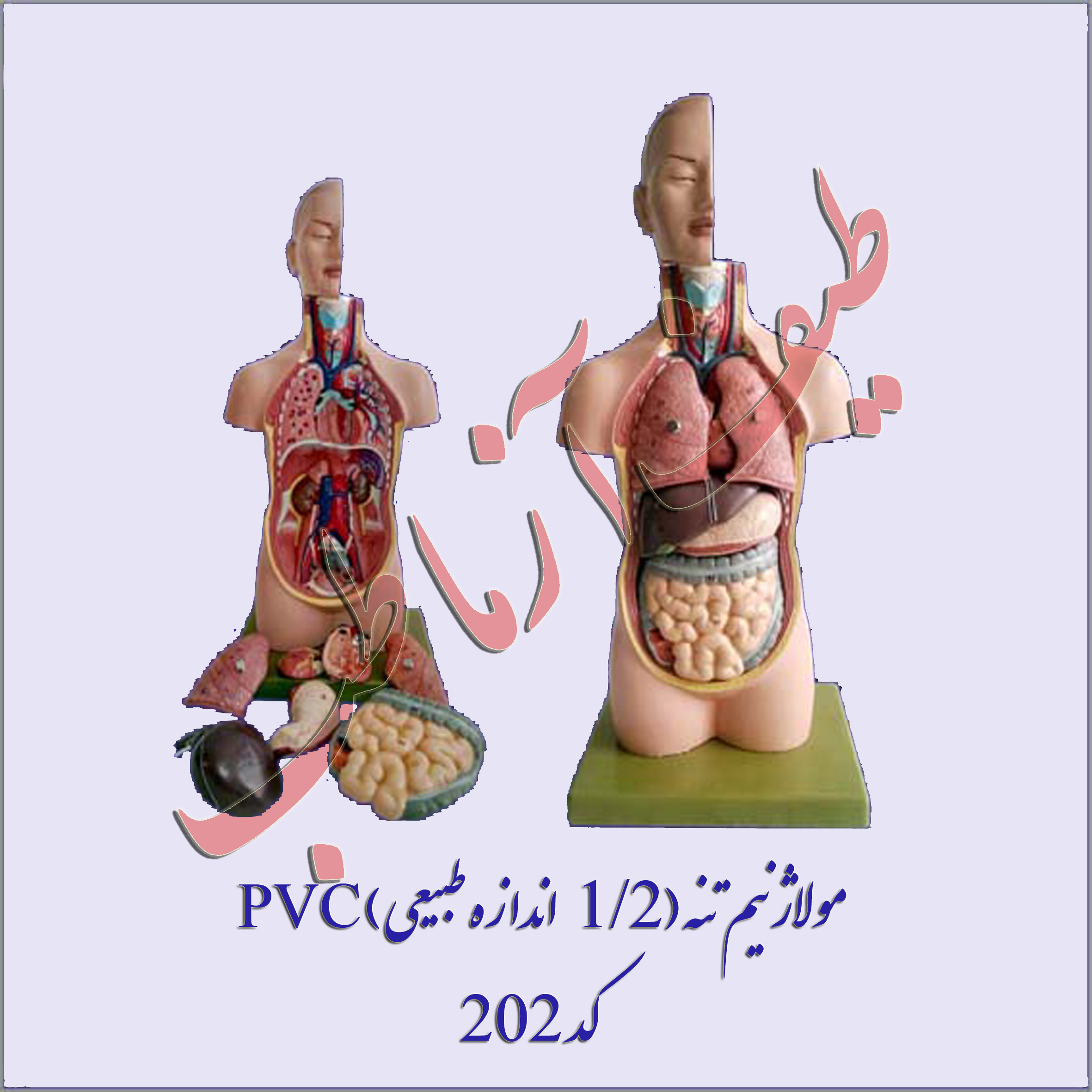نيم تنه انسان