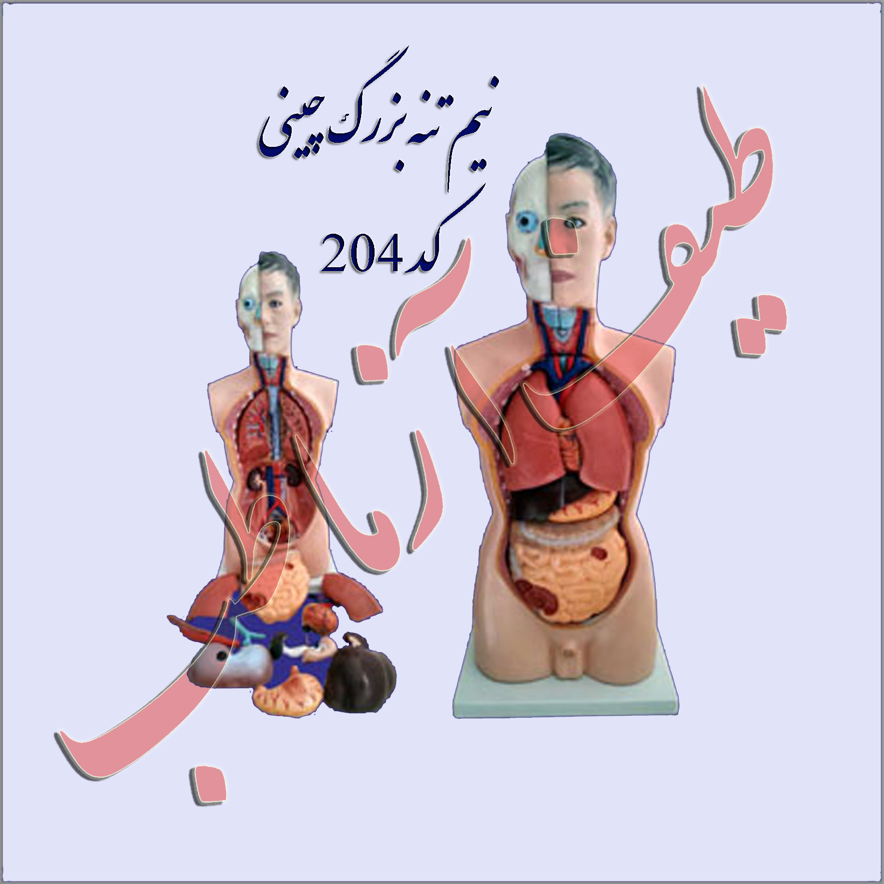 نيم تنه انسان
