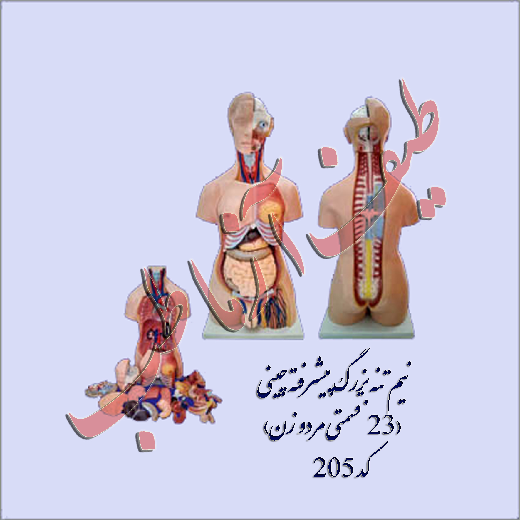 نيم تنه انسان