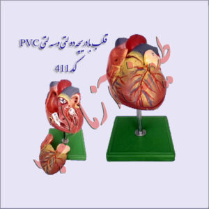 قلب انسان