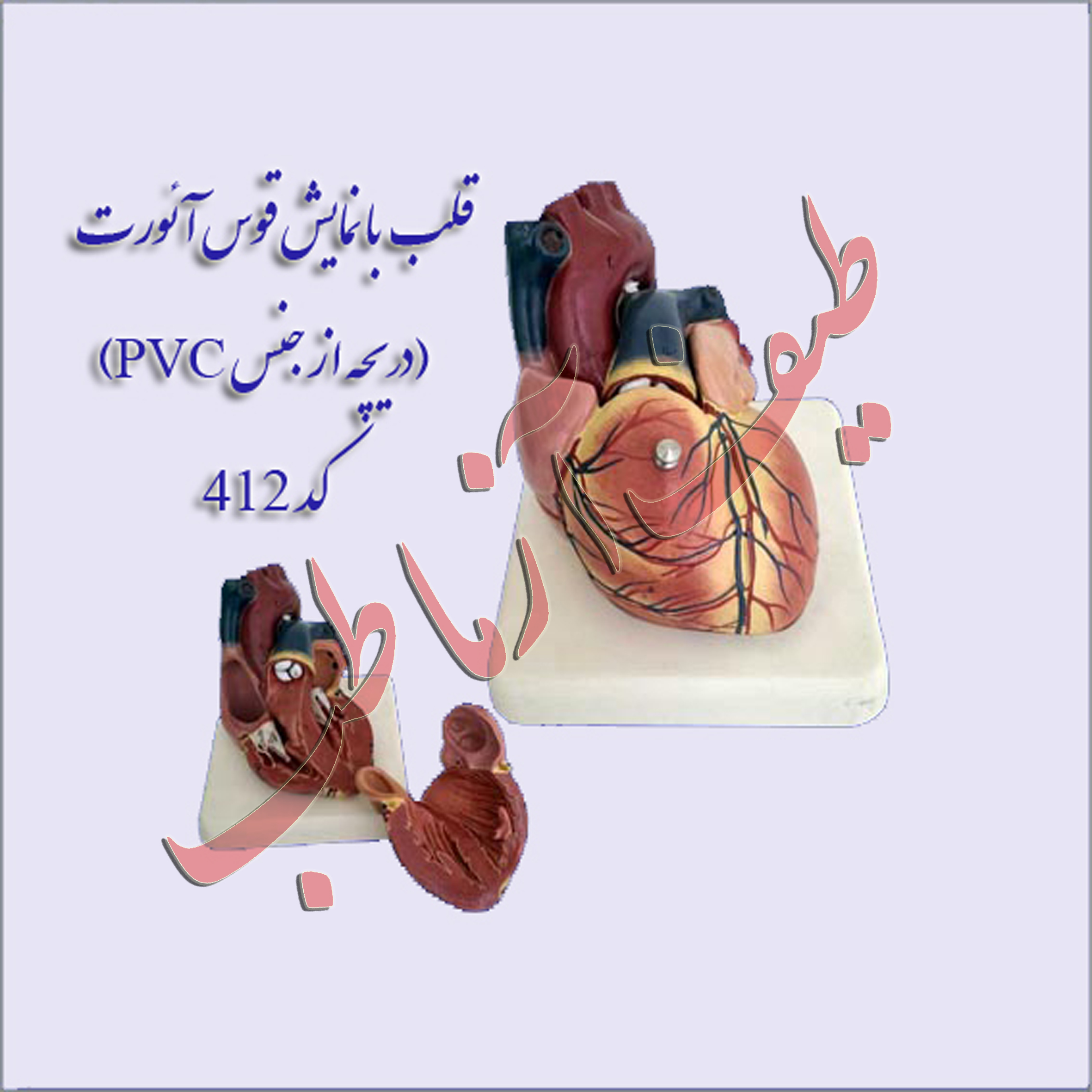 قلب انسان