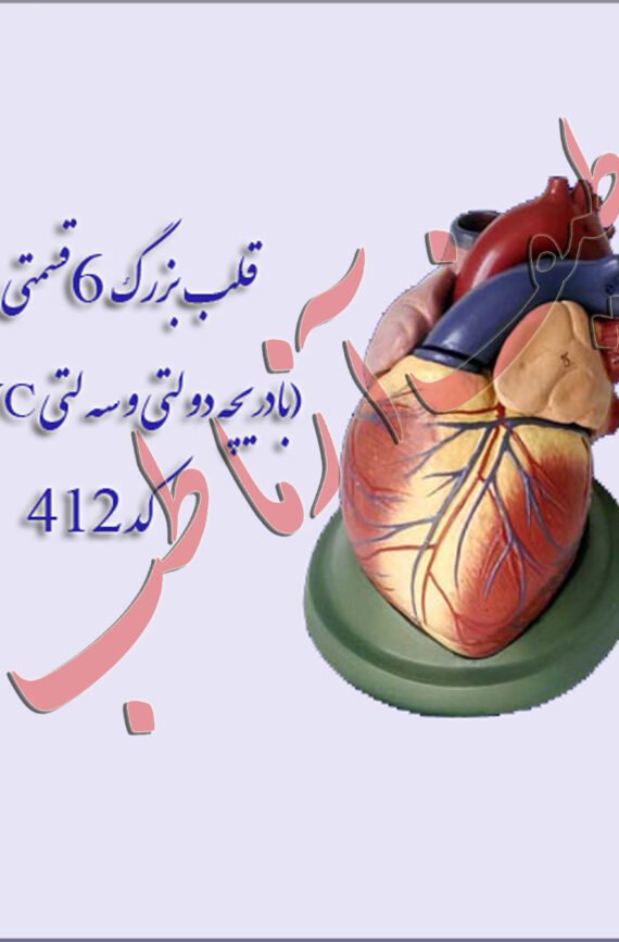 قلب انسان