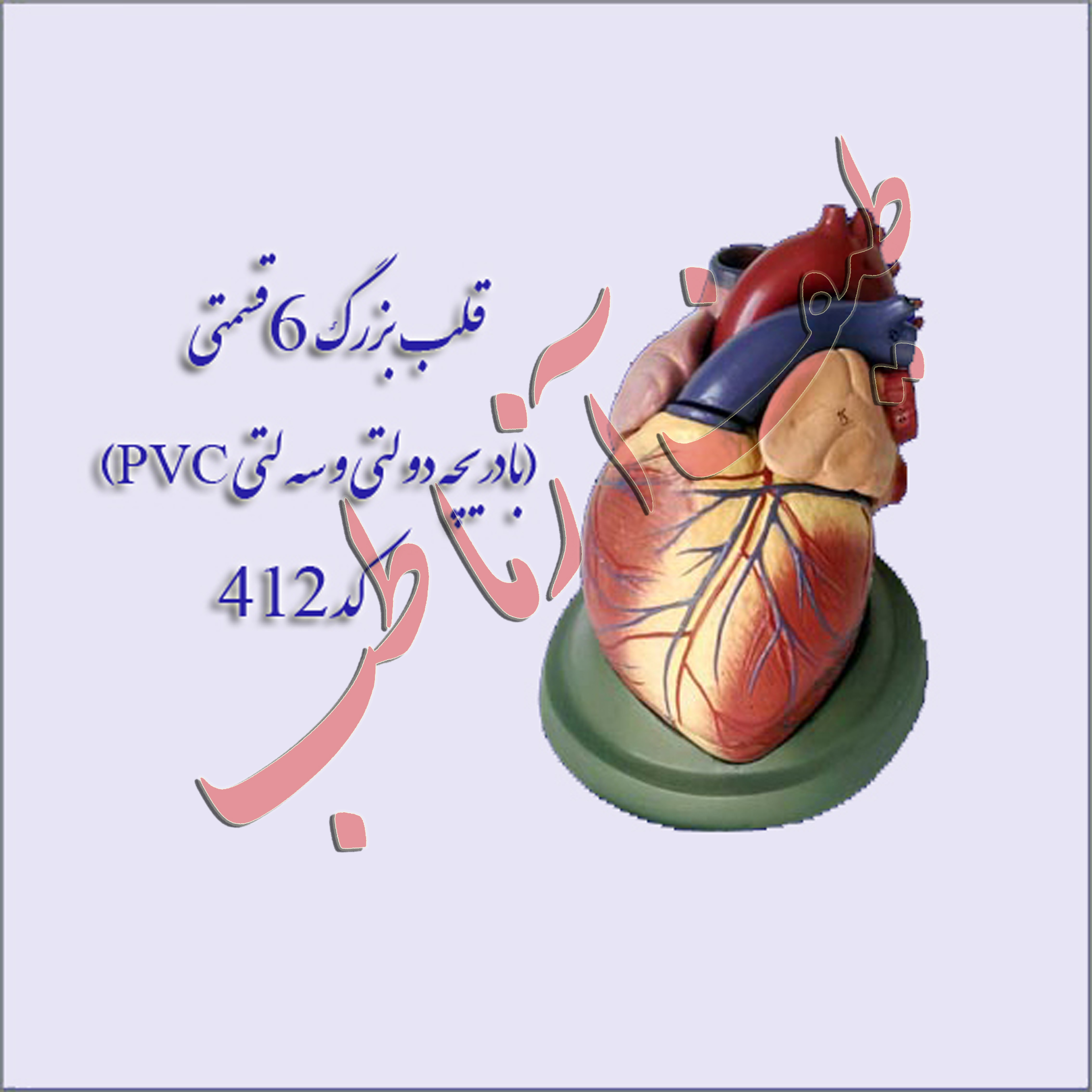 قلب انسان