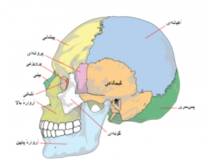 جمجمه انسان