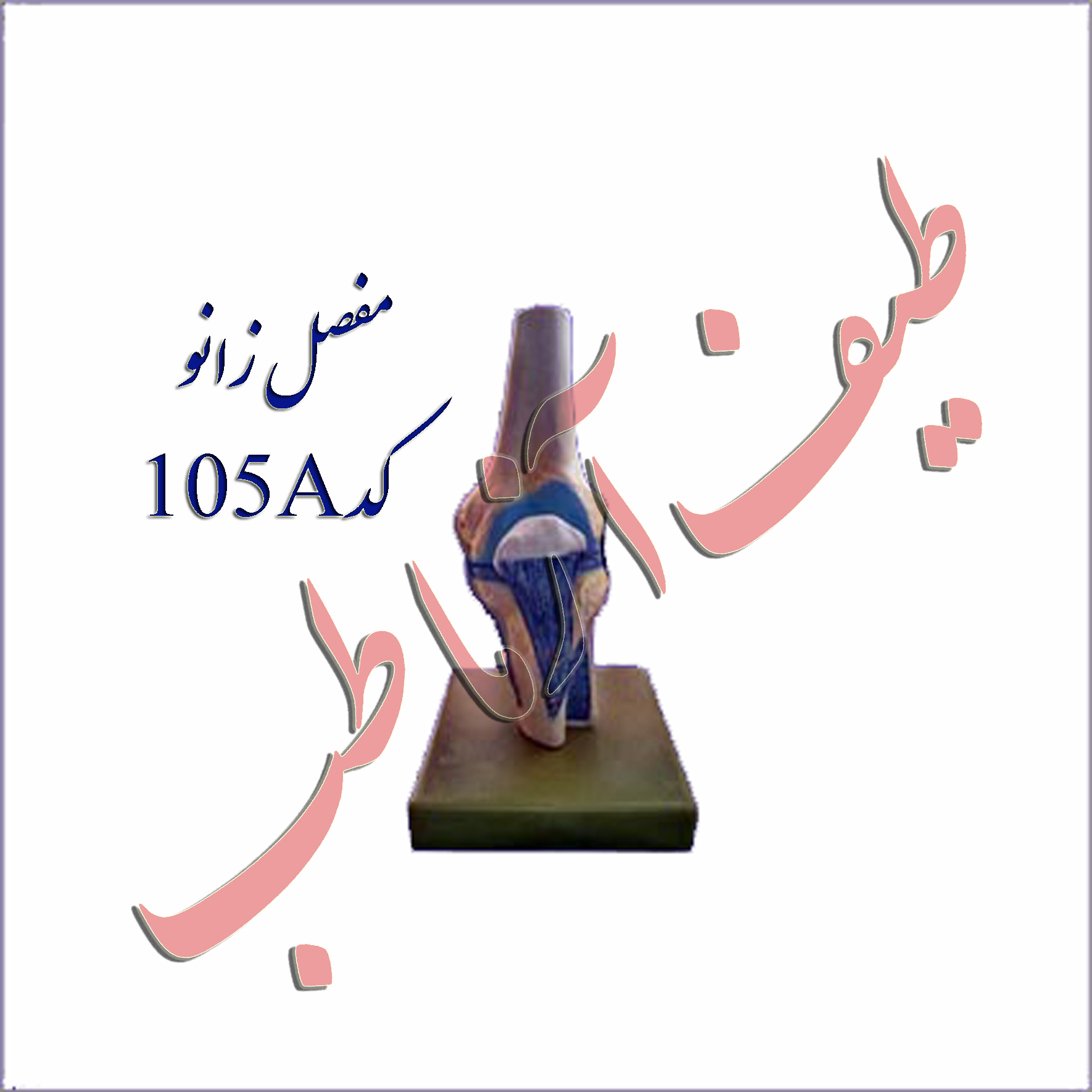 مفصل زانو