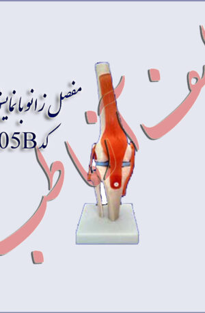 مفصل زانو