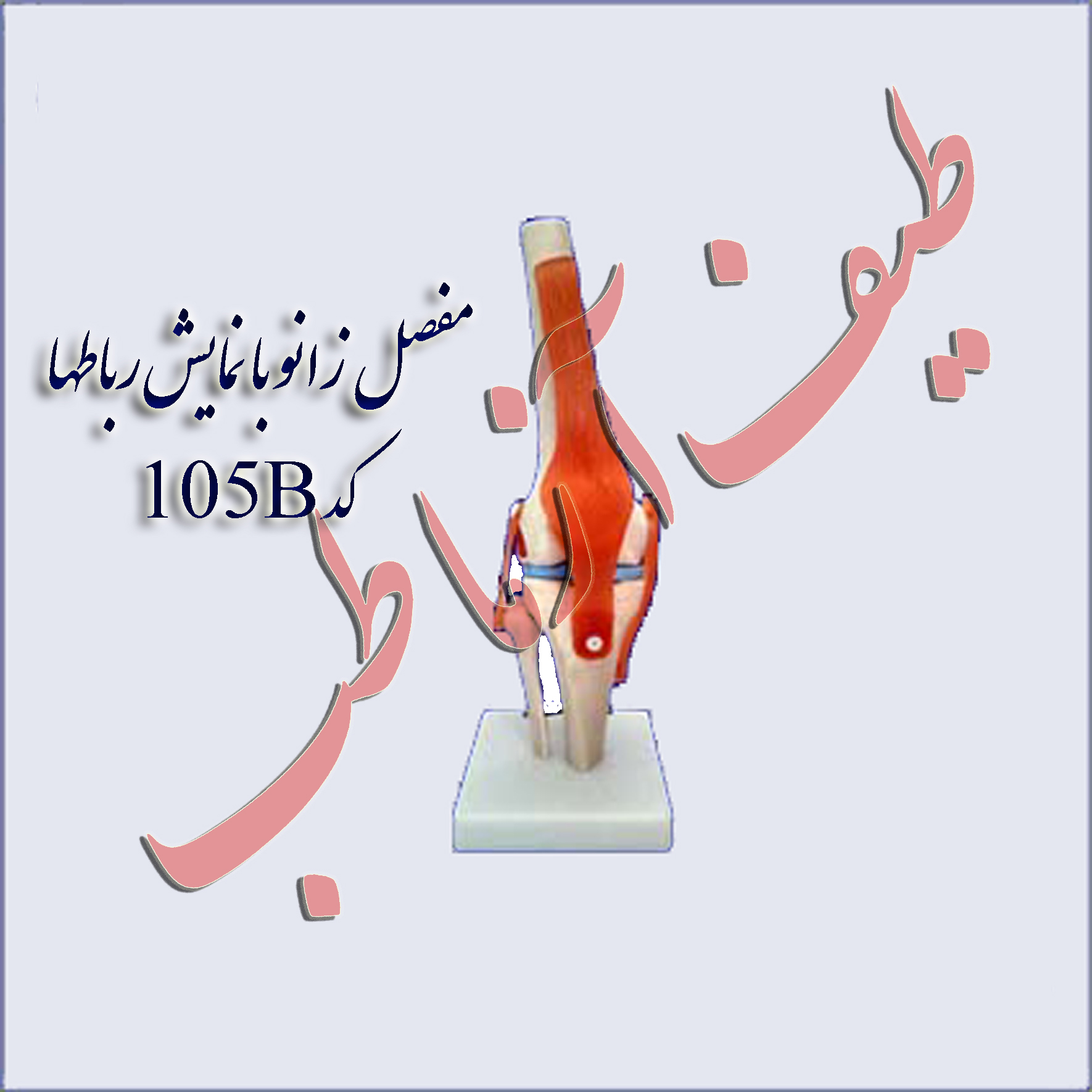 مفصل زانو