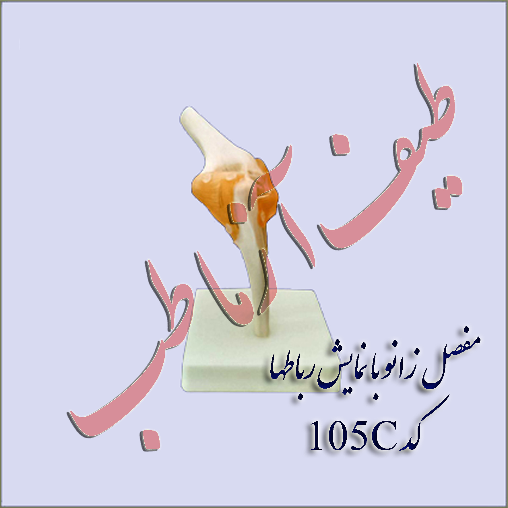 مفصل زانو