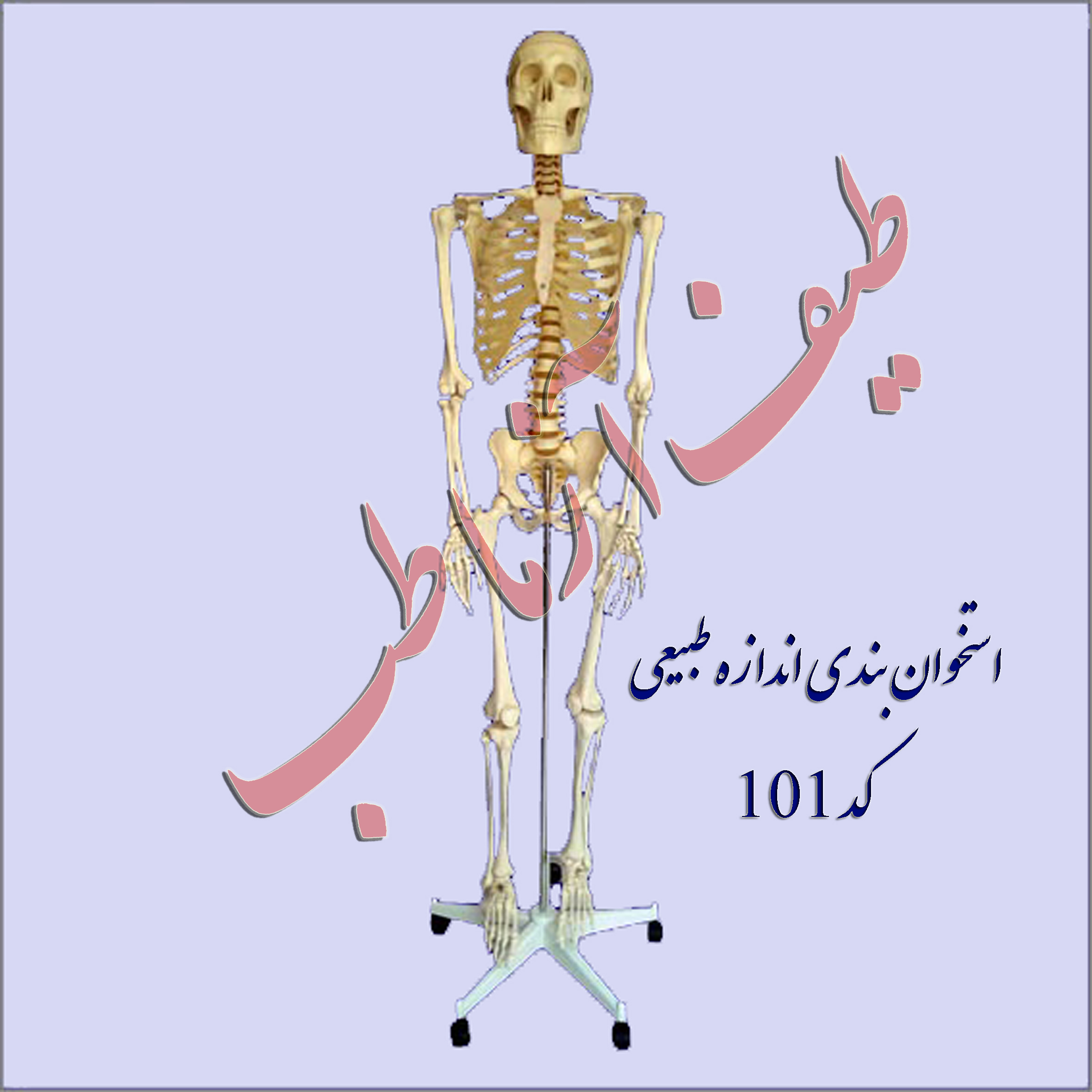 انواع مفصل