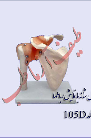 مفصل شانه