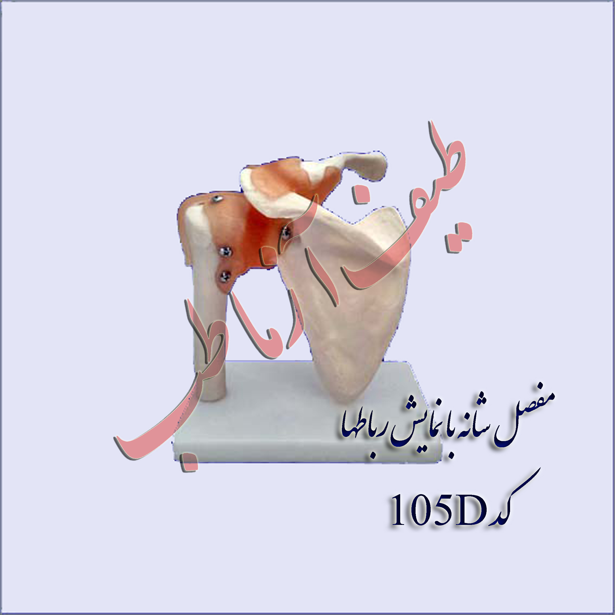 انواع مفصل