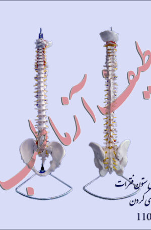 استخوان ستون فقرات
