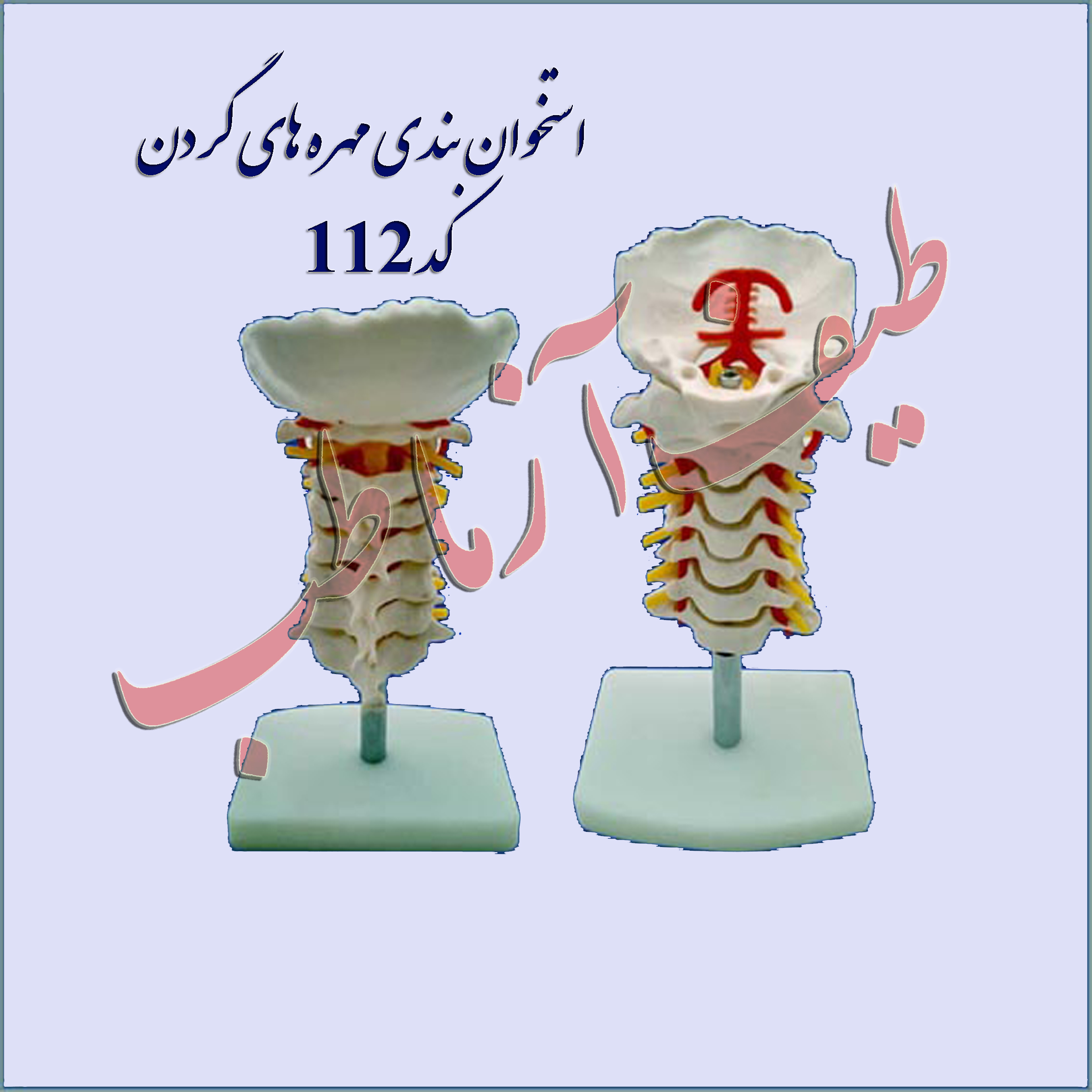 استخوان مهره گردن
