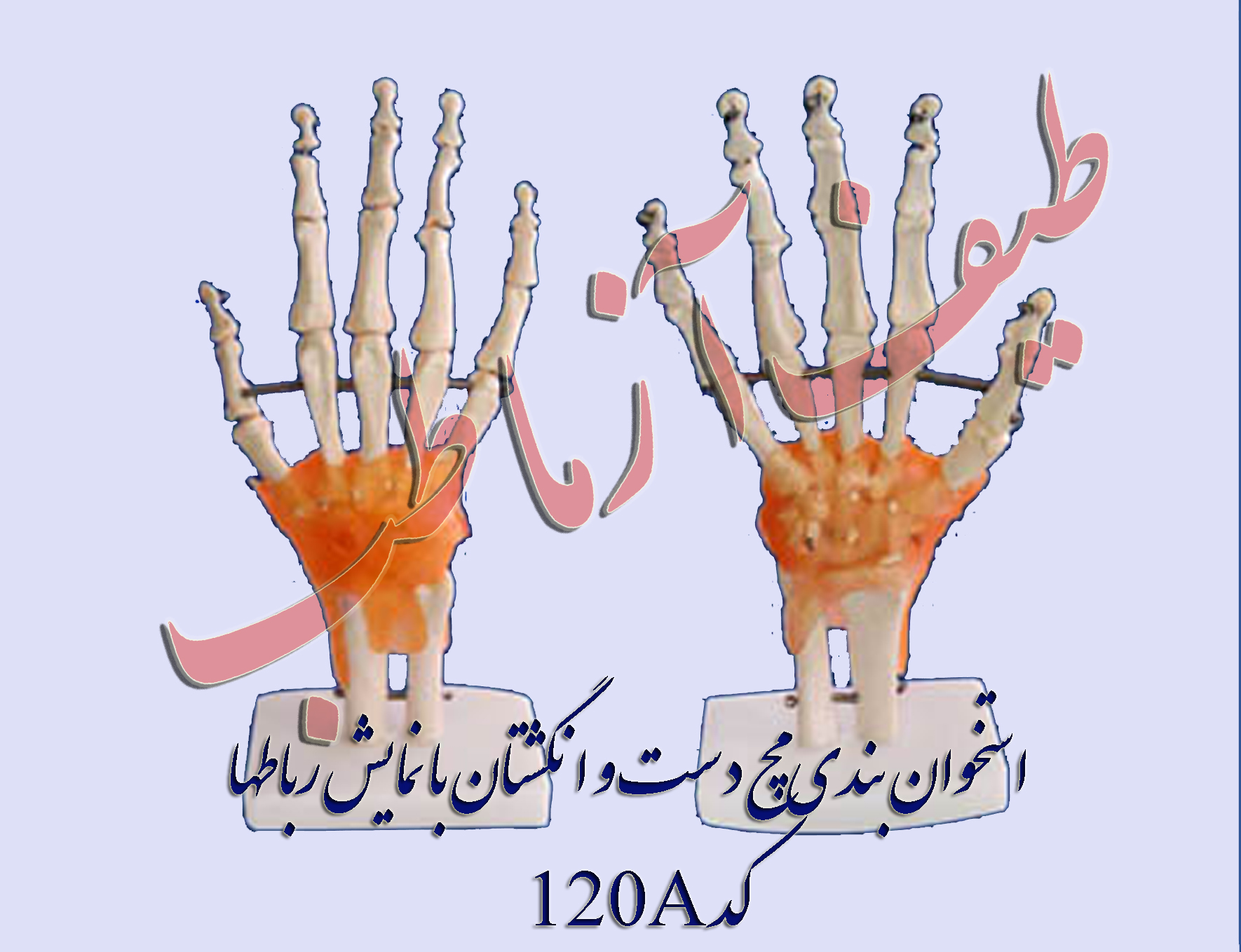 انواع مفصل