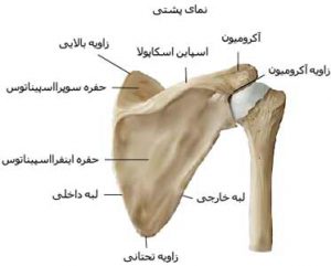 استخوان کتف