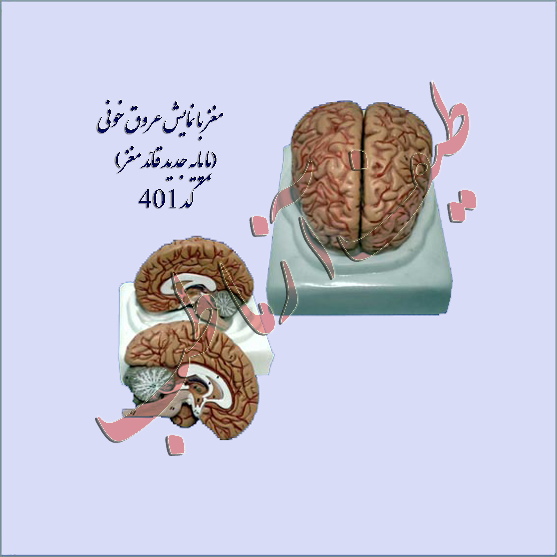 مغز انسان