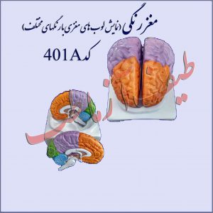 مغز انسان