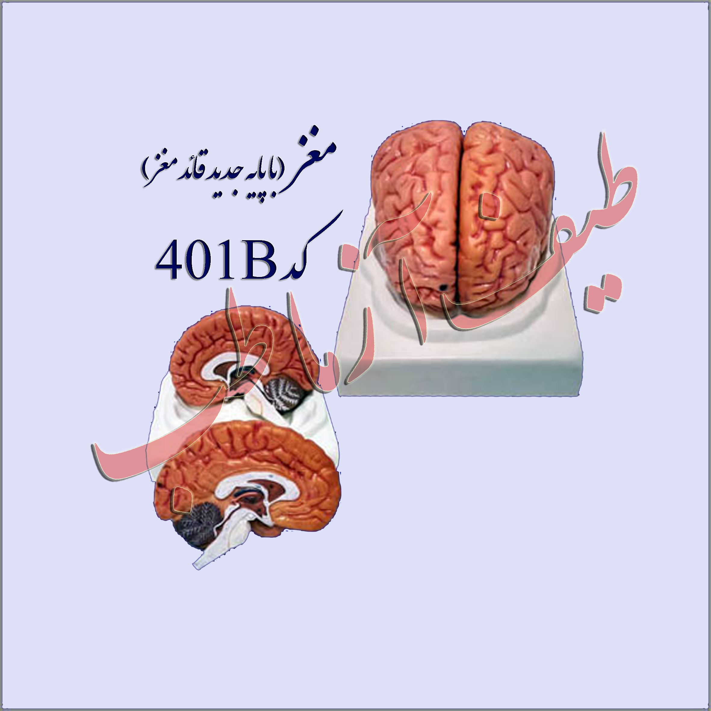 مغز انسان