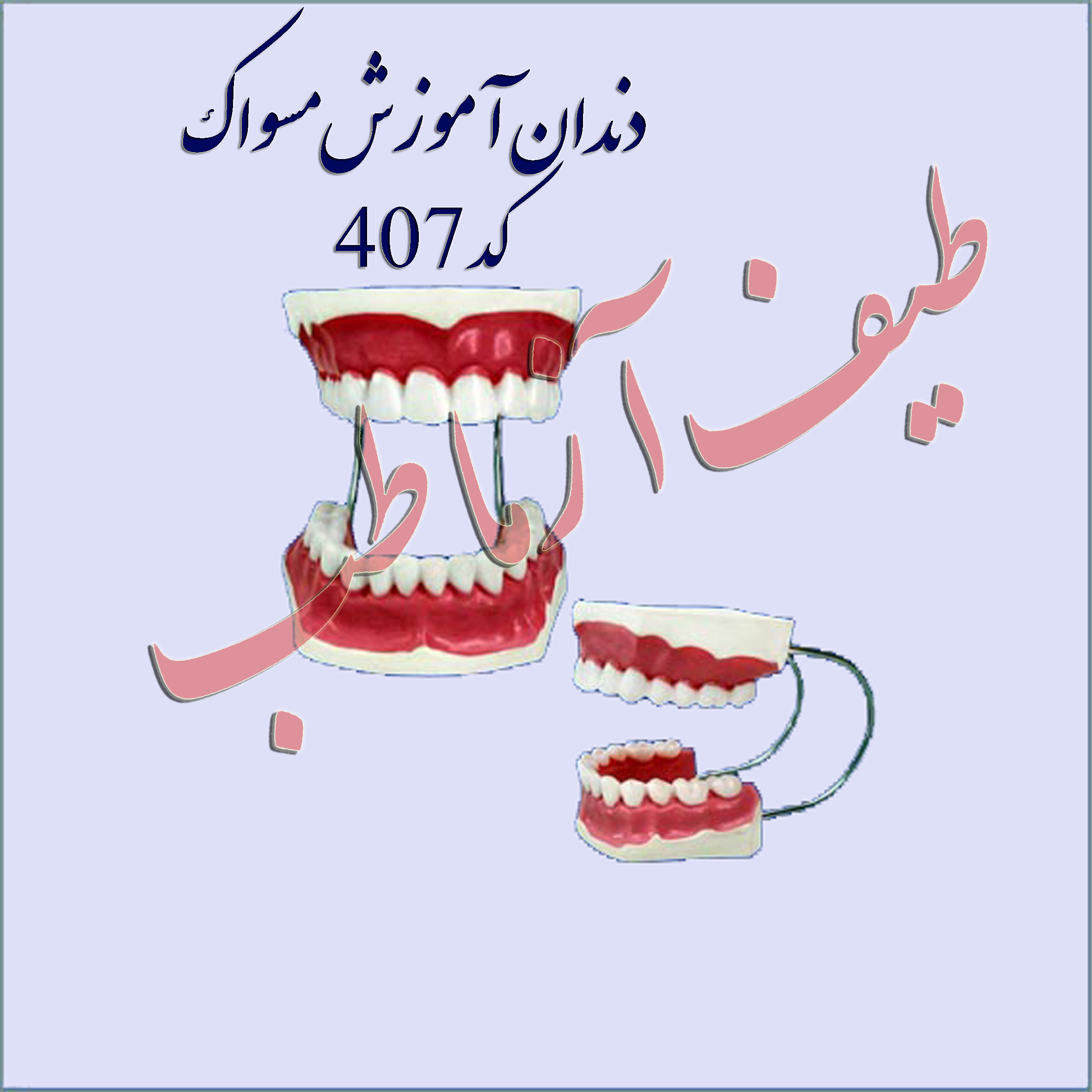 دندان انسان