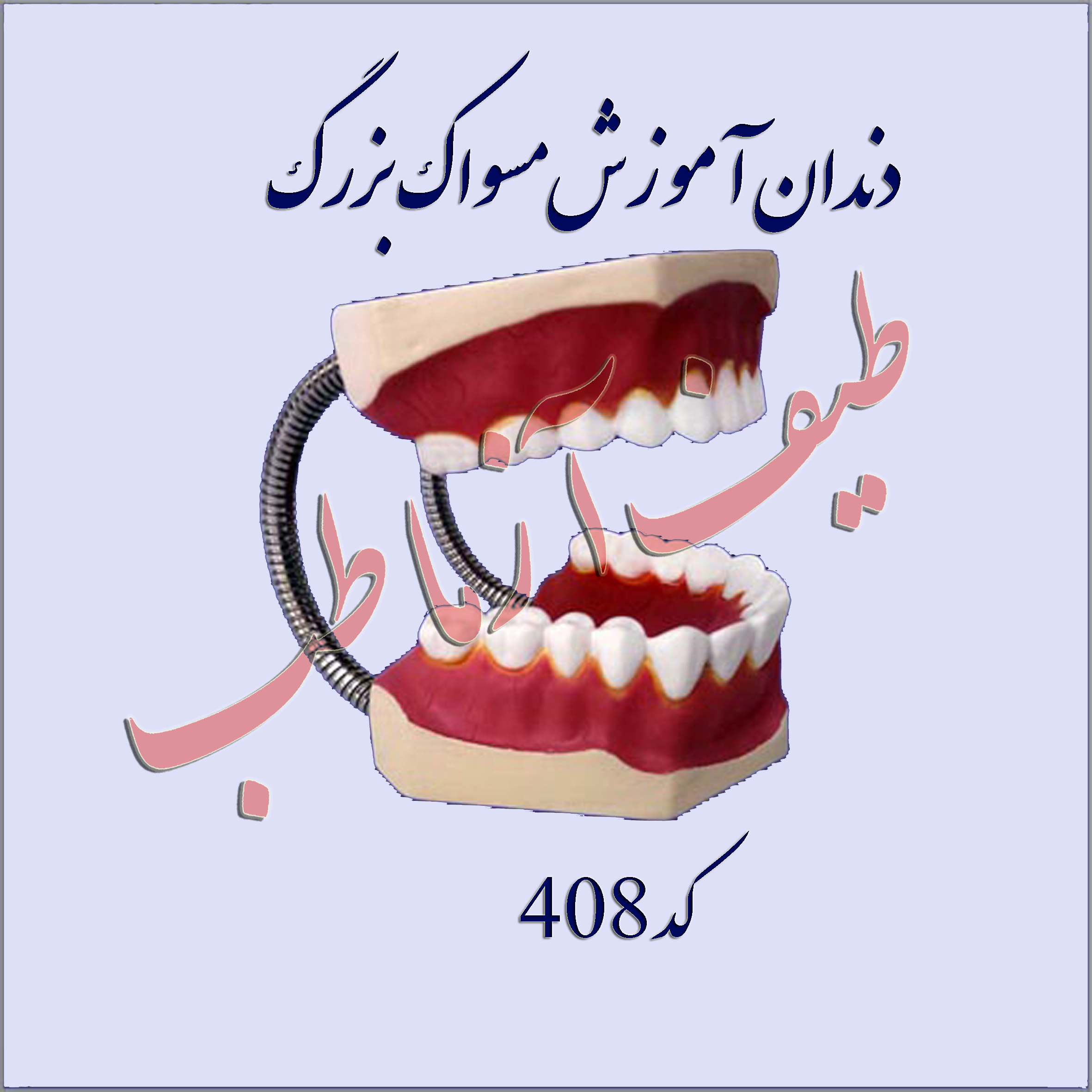 دندان انسان