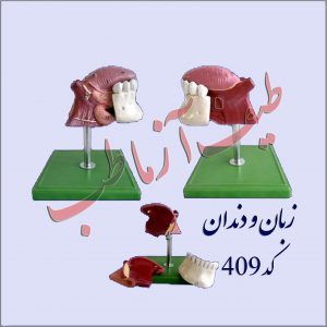 دندان انسان