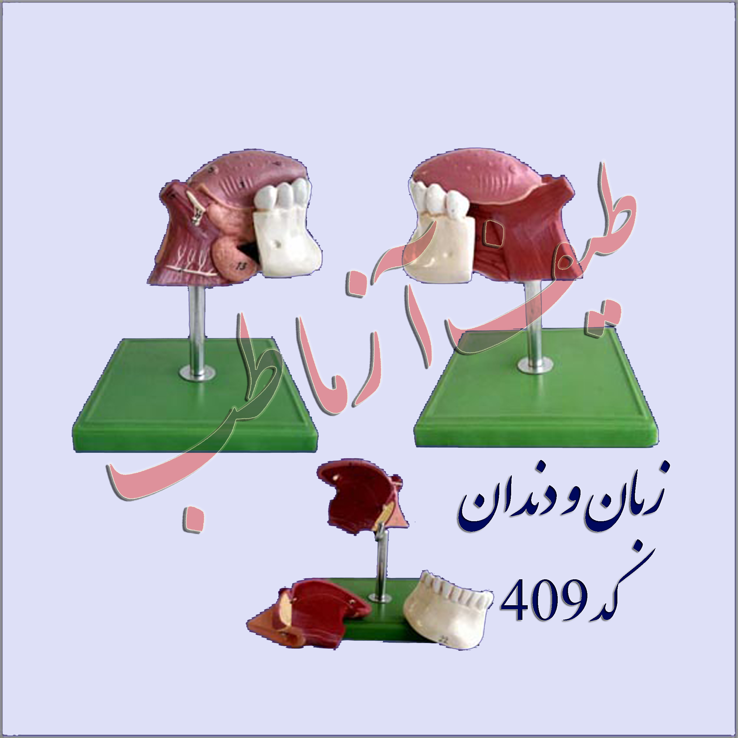 دندان انسان