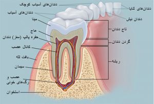 دندان