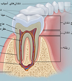 دندان