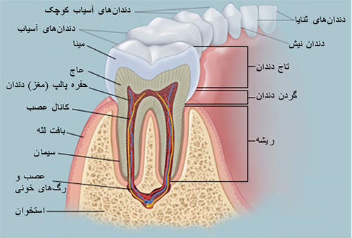 دندان