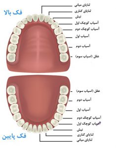 دندان دو فک