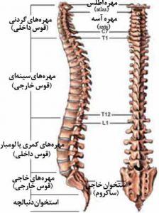 استخوان ستون فقرات