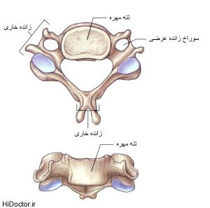 استحوان گردن