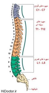 استخوان گردن