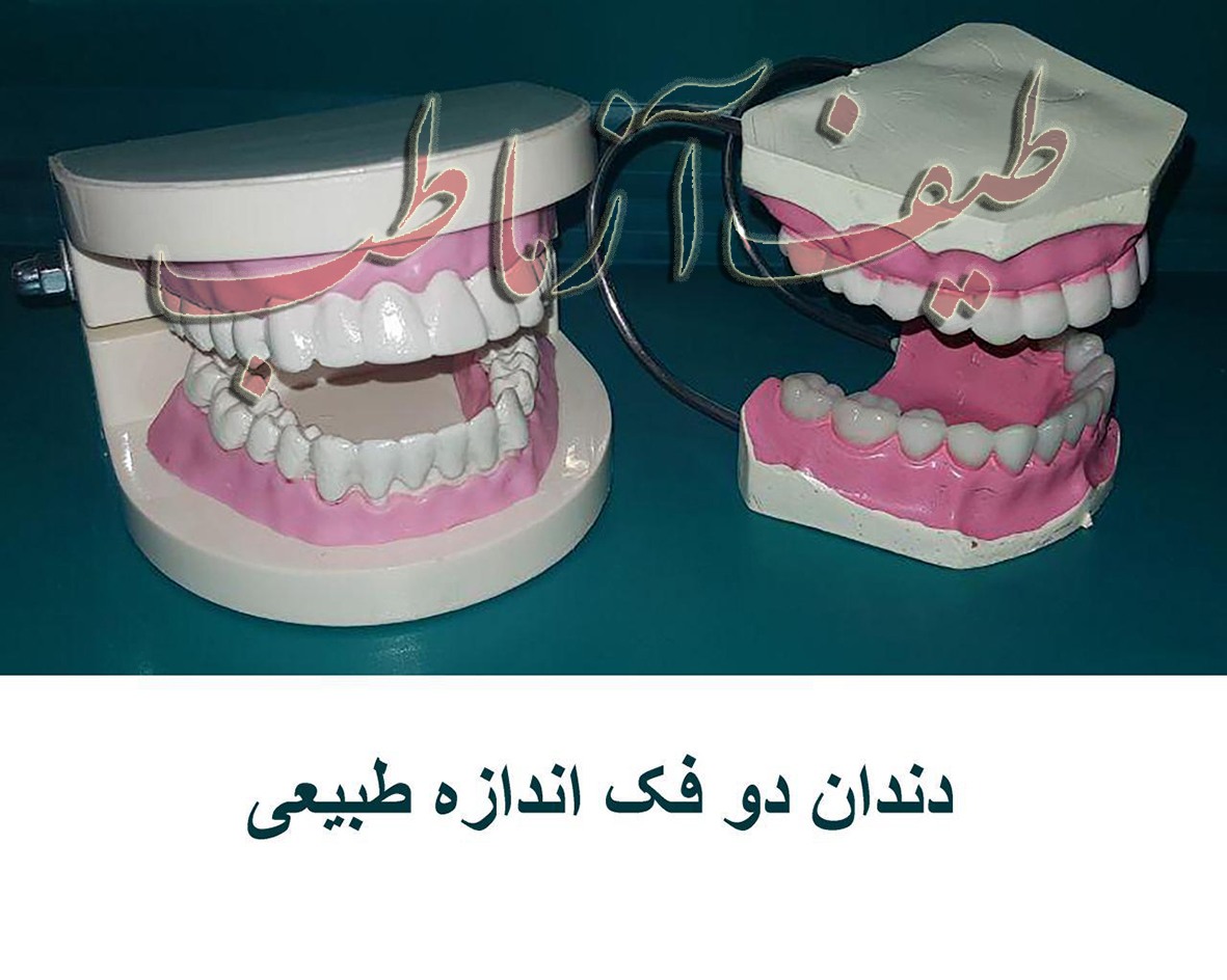 دندان انسان
